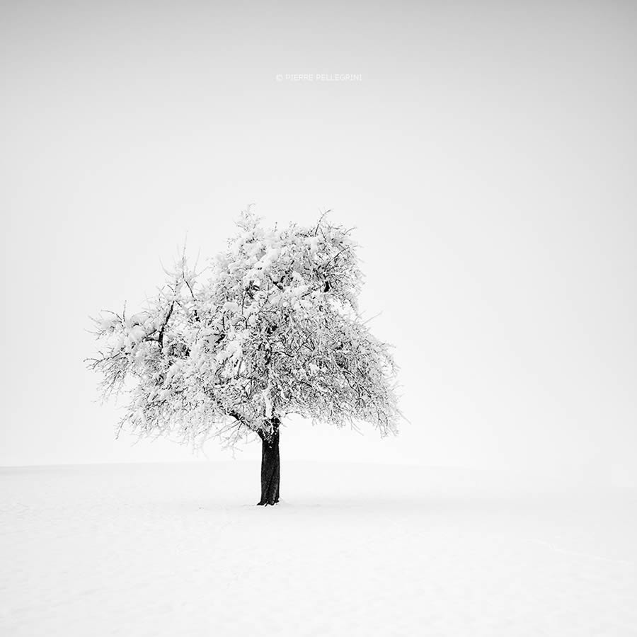 Beauty Of Trees In Black And White By Pierre Pellegrini