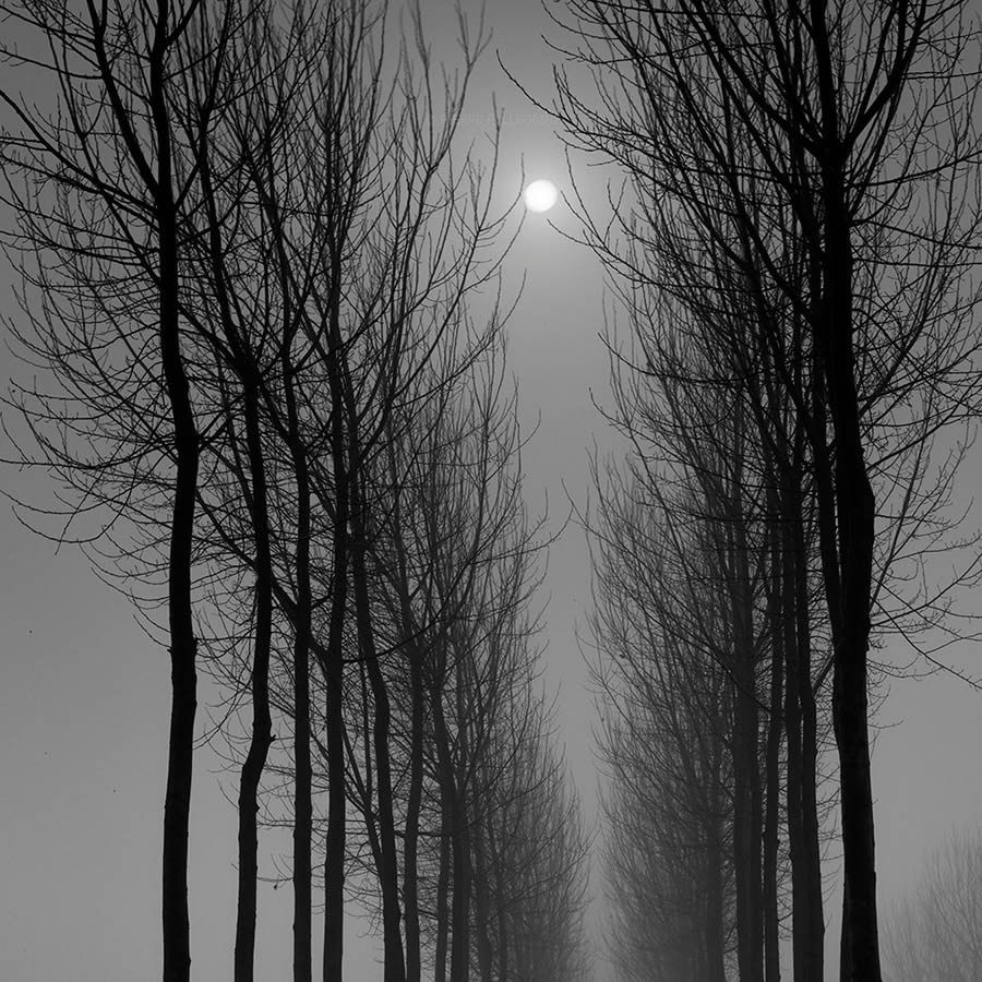 Beauty Of Trees In Black And White By Pierre Pellegrini