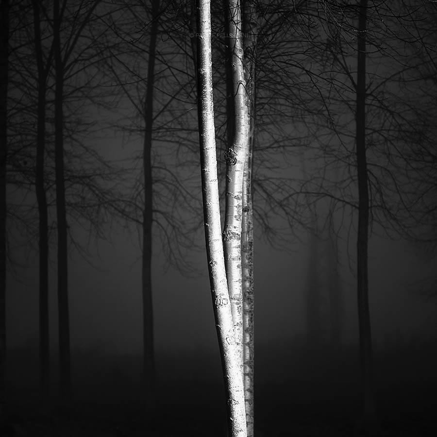 Beauty Of Trees In Black And White By Pierre Pellegrini