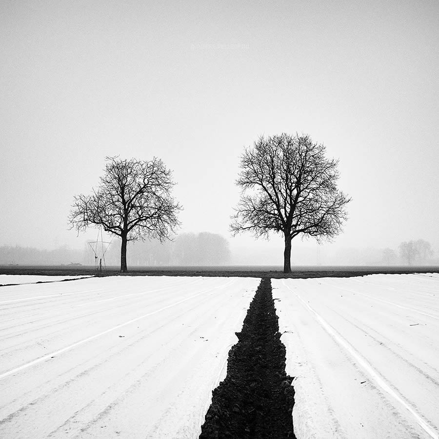 Beauty Of Trees In Black And White By Pierre Pellegrini