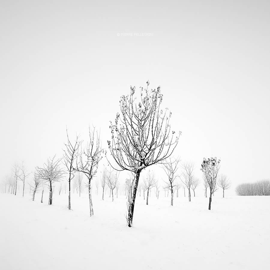 Beauty Of Trees In Black And White By Pierre Pellegrini