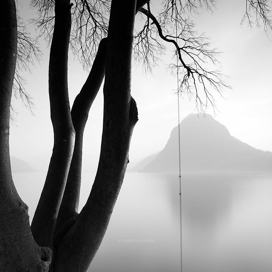 Beauty Of Trees In Black And White By Pierre Pellegrini