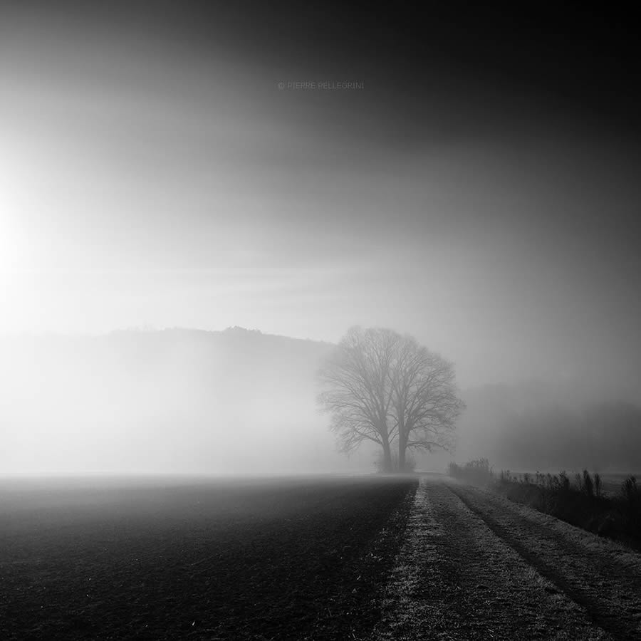 Beauty Of Trees In Black And White By Pierre Pellegrini