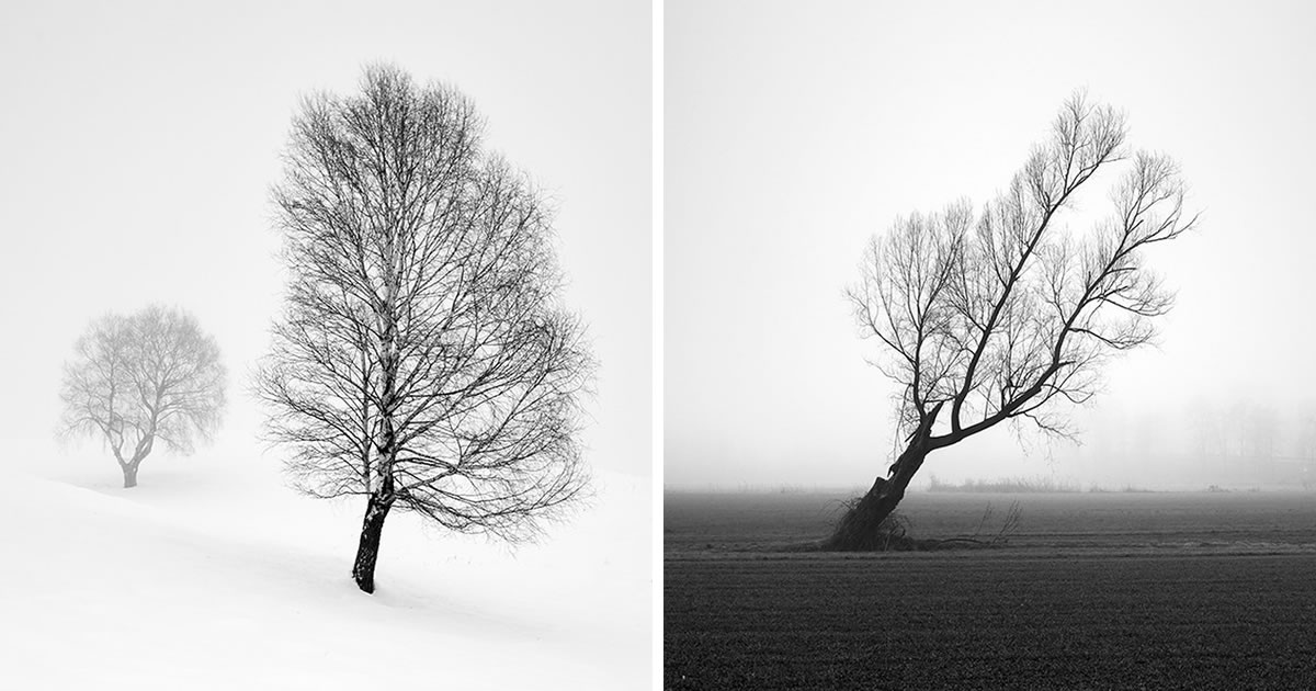 Swiss Landscape Photographer Pierre Pellegrini Showcases The Beauty Of Trees In Monochrome