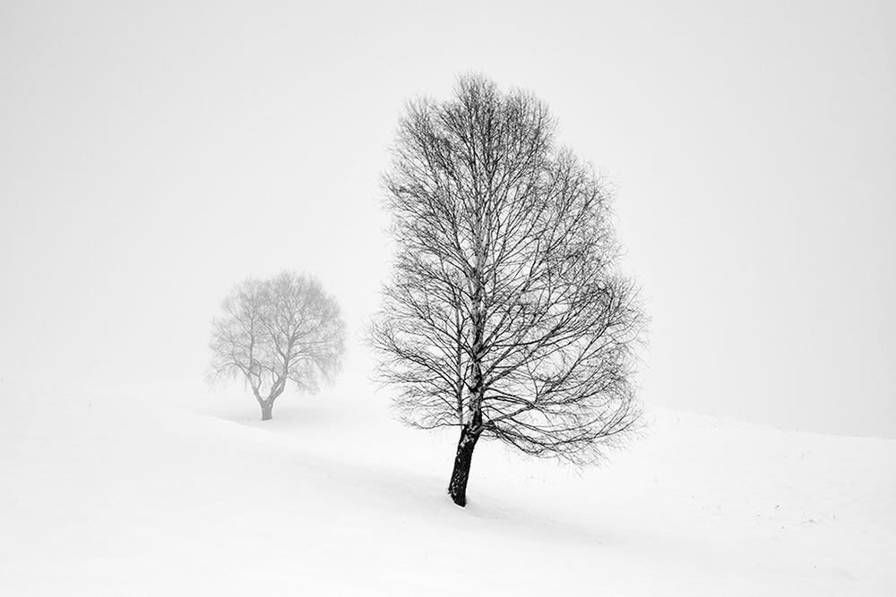 Beauty Of Trees In Black And White By Pierre Pellegrini