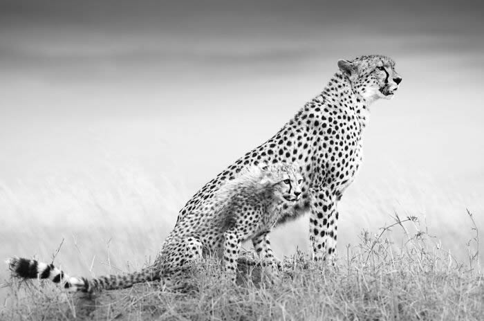 Photographer Johan Siggesson Captures Striking Wildlife Photos In Black And White