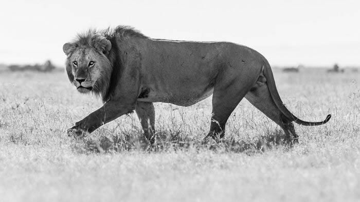 Black and White Wildlife Photography By Johan Siggesson