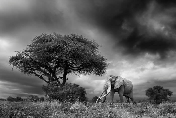 Black and White Wildlife Photography By Johan Siggesson