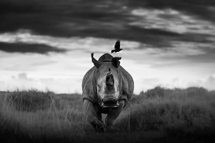 Black and White Wildlife Photography By Johan Siggesson