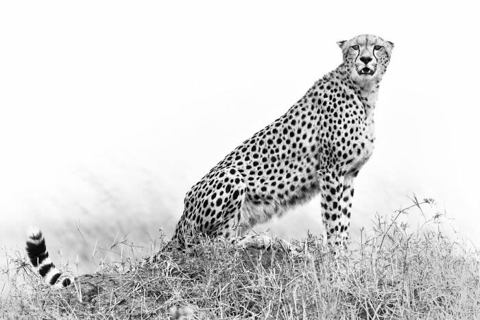 Black and White Wildlife Photography By Johan Siggesson