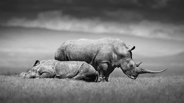 Black and White Wildlife Photography By Johan Siggesson