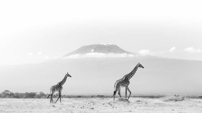 Black and White Wildlife Photography By Johan Siggesson