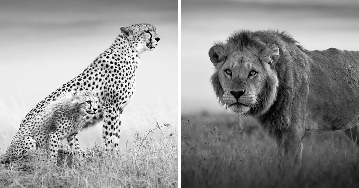 Photographer Johan Siggesson Captures Striking Wildlife Photos In Black And White