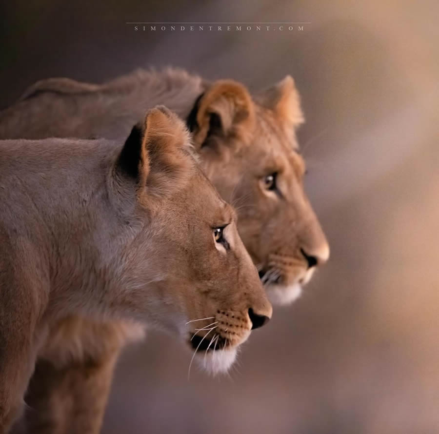 Canadian Wildlife Photography By Simon dEntremont