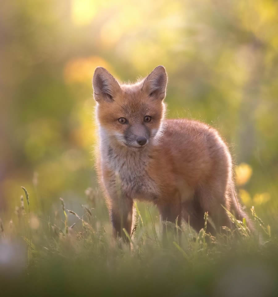 Canadian Wildlife Photography By Simon dEntremont