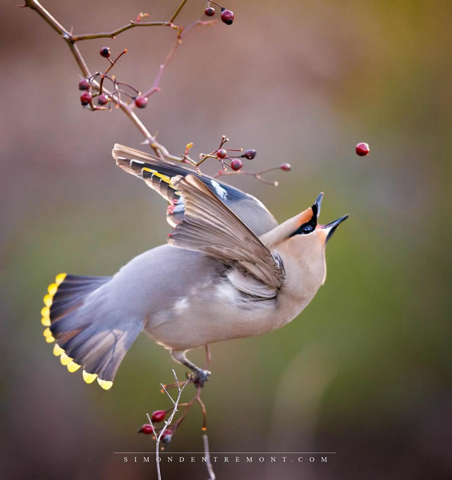 Canadian Wildlife Photography By Simon dEntremont