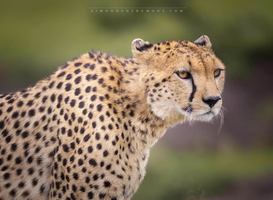 Canadian Wildlife Photography By Simon dEntremont