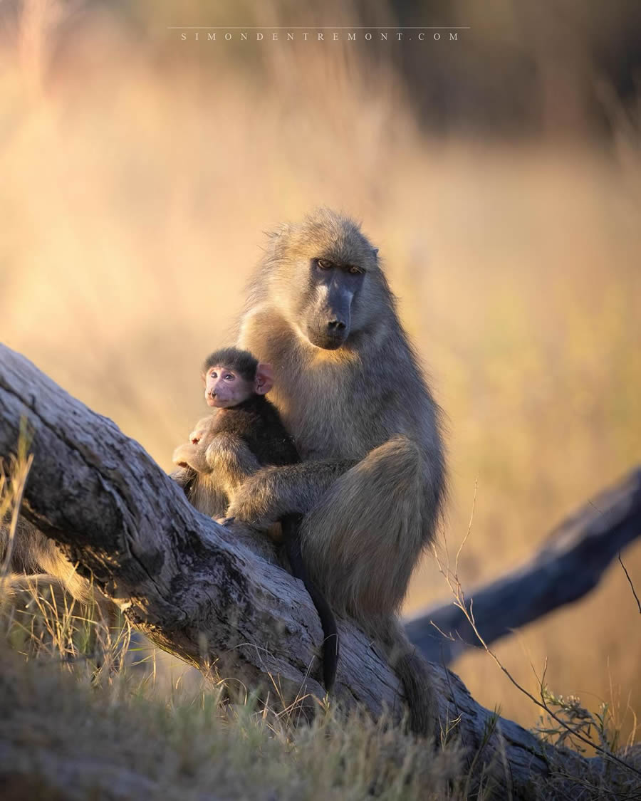 Canadian Wildlife Photography By Simon dEntremont