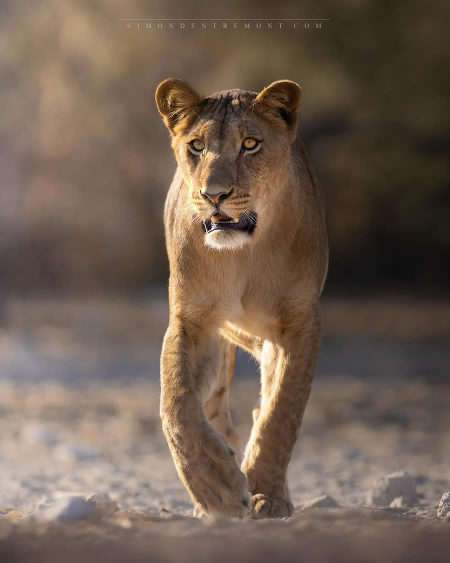 Canadian Wildlife Photography By Simon dEntremont