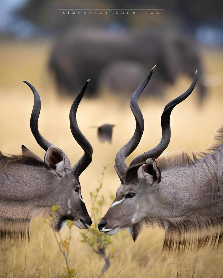 Canadian Wildlife Photography By Simon dEntremont