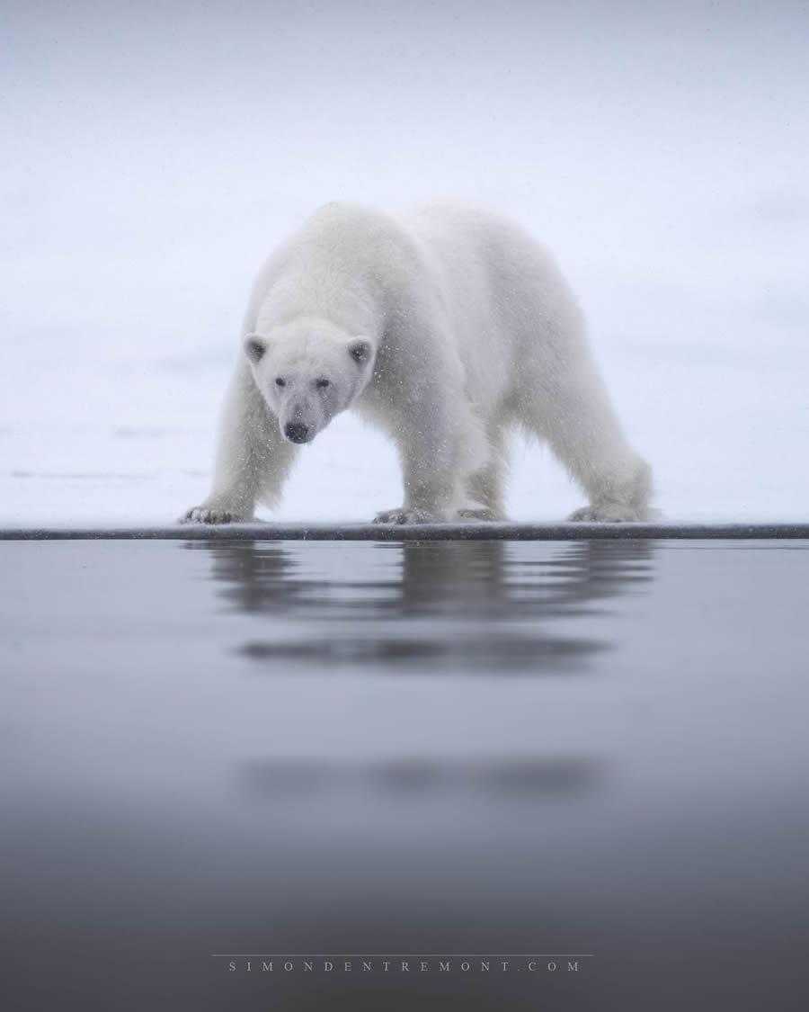 Canadian Wildlife Photography By Simon dEntremont