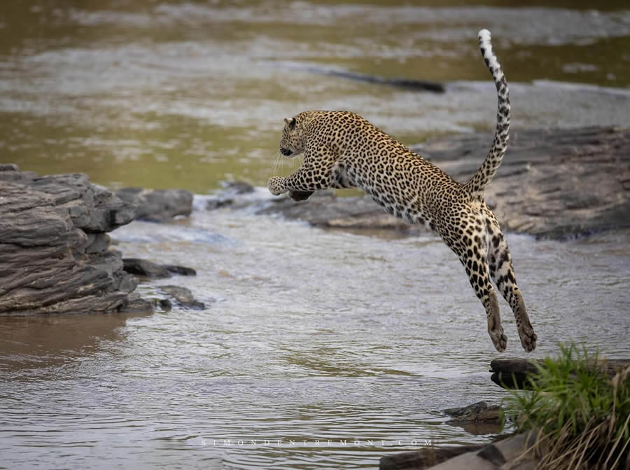 Canadian Wildlife Photography By Simon dEntremont