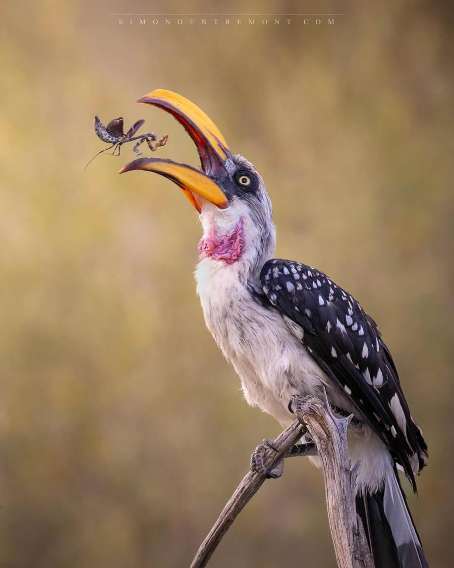 Canadian Wildlife Photography By Simon dEntremont