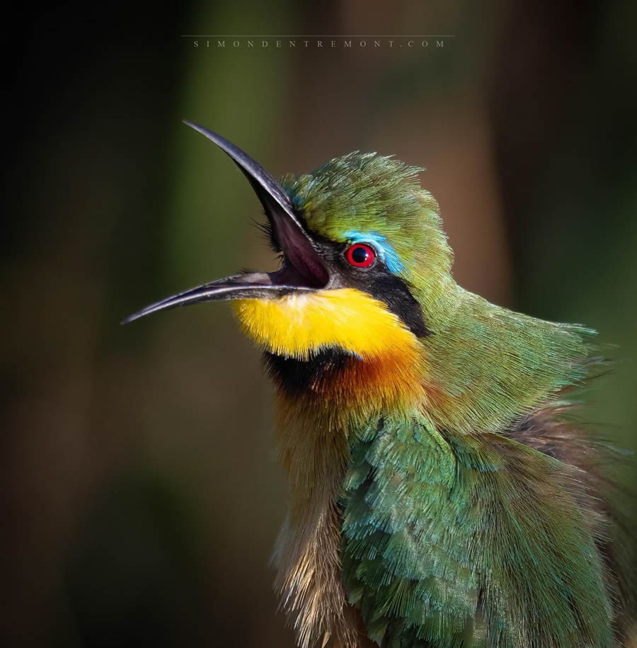 Canadian Wildlife Photography By Simon dEntremont