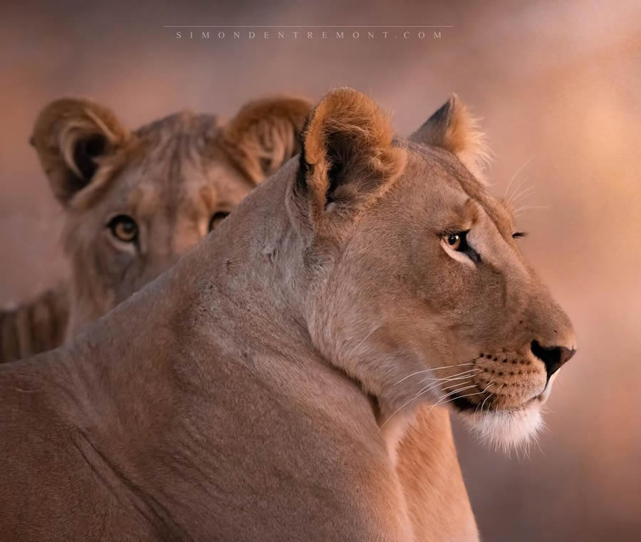 Canadian Wildlife Photography By Simon dEntremont