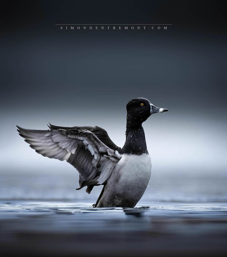 Canadian Wildlife Photography By Simon dEntremont