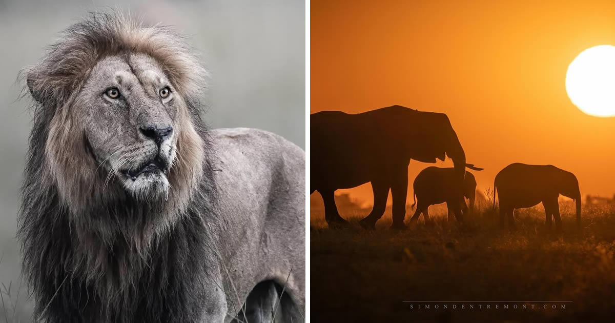 Breathtaking Wildlife Photography By Canadian Photographer Simon d’Entremont Will Leave You In Awe