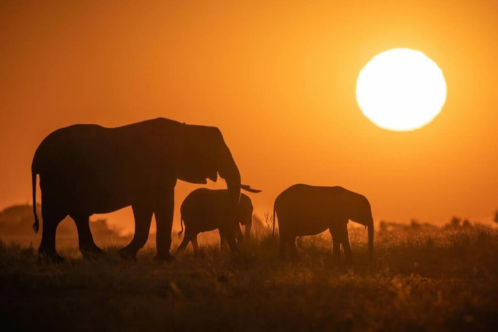 Canadian Wildlife Photography By Simon dEntremont