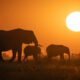 Canadian Wildlife Photography By Simon dEntremont