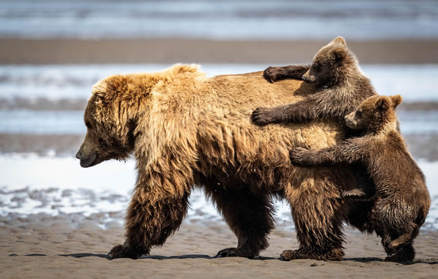 20 Funniest Finalists from the 2024 Nikon Comedy Wildlife Photography Awards