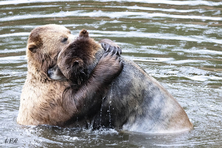 Finalists Comedy Wildlife Photography Awards 2024