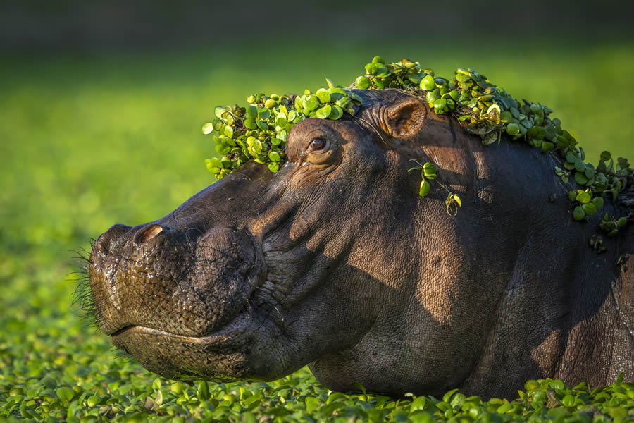 Comedy Wildlife Photography Awards 2024 Finalists