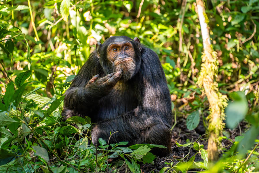 Comedy Wildlife Photography Awards 2024 Finalists