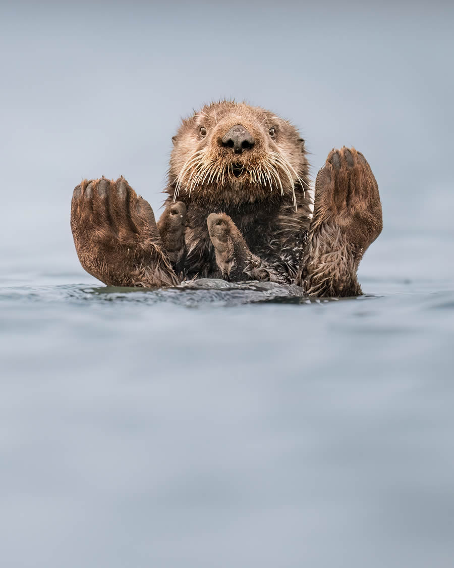 Finalists Comedy Wildlife Photography Awards 2024