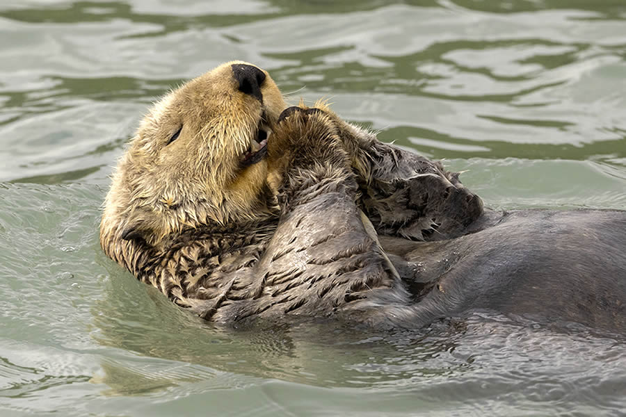 Finalists Comedy Wildlife Photography Awards 2024