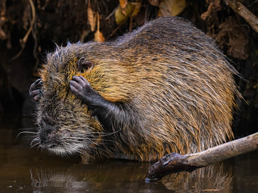 Finalists Comedy Wildlife Photography Awards 2024