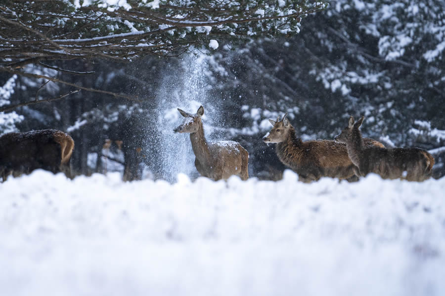 Finalists Comedy Wildlife Photography Awards 2024