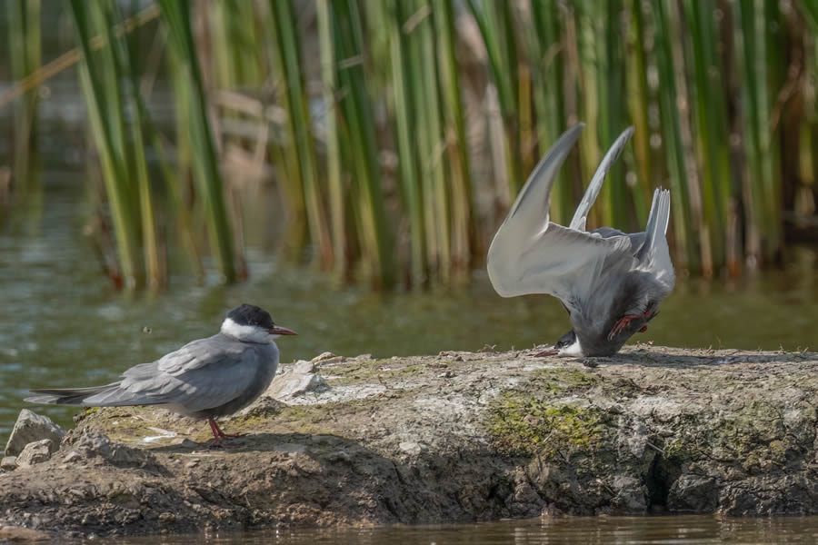 Finalists Comedy Wildlife Photography Awards 2024