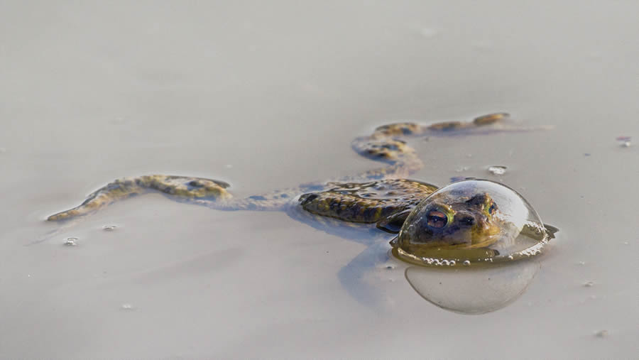 Finalists Comedy Wildlife Photography Awards 2024