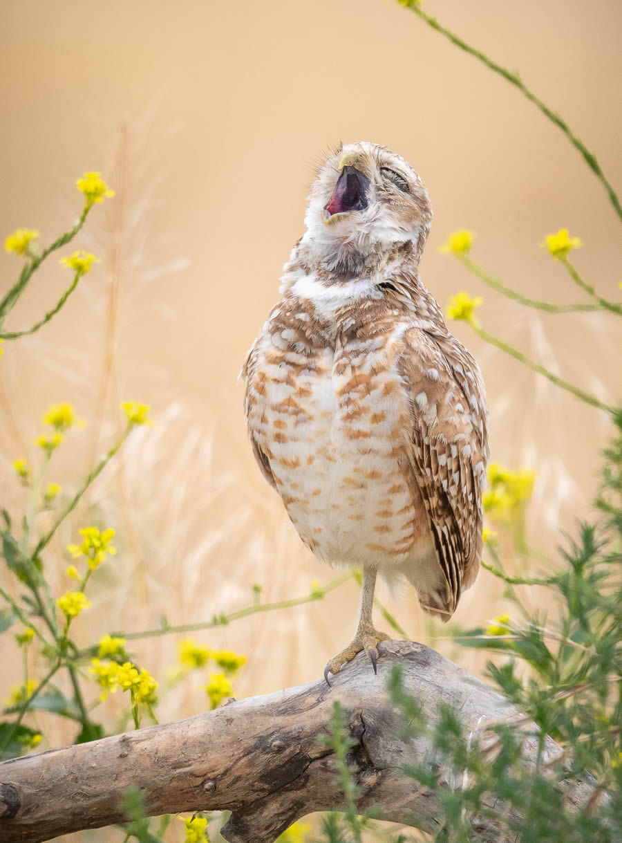 Finalists Comedy Wildlife Photography Awards 2024