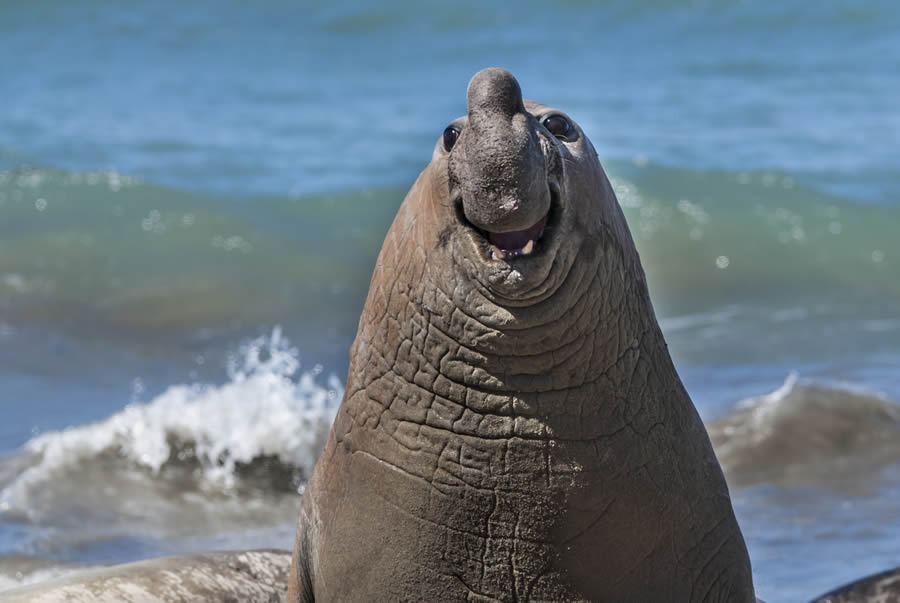 Finalists Comedy Wildlife Photography Awards 2024