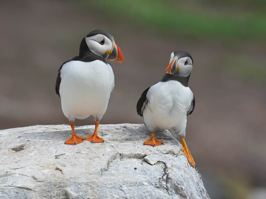 Finalists Comedy Wildlife Photography Awards 2024