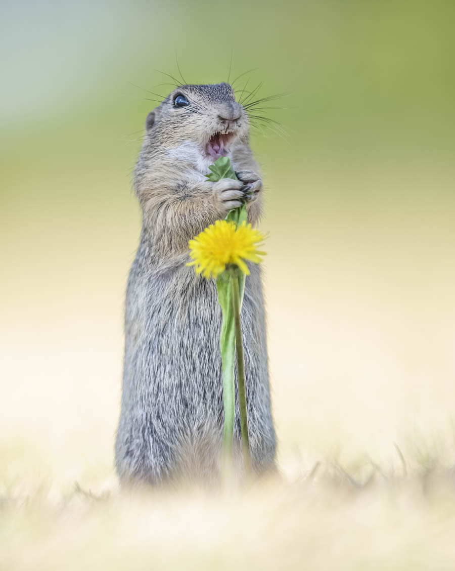 Finalists Comedy Wildlife Photography Awards 2024