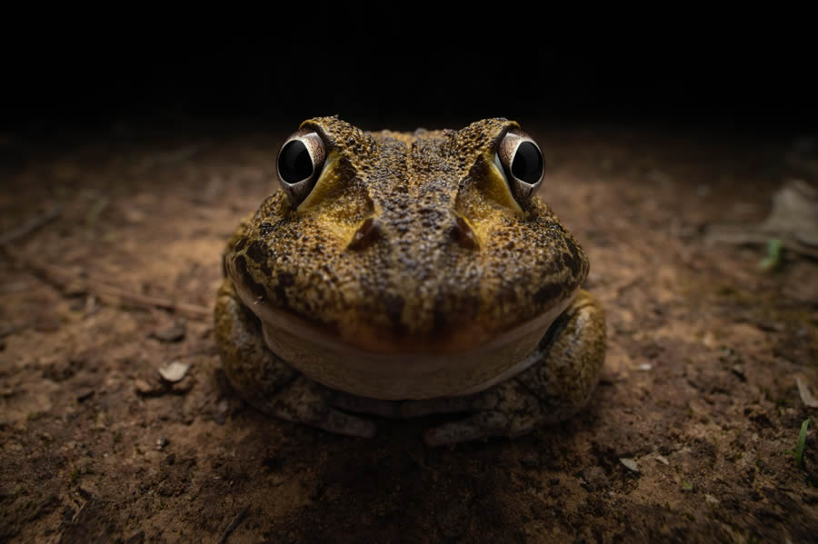 Finalists Comedy Wildlife Photography Awards 2024