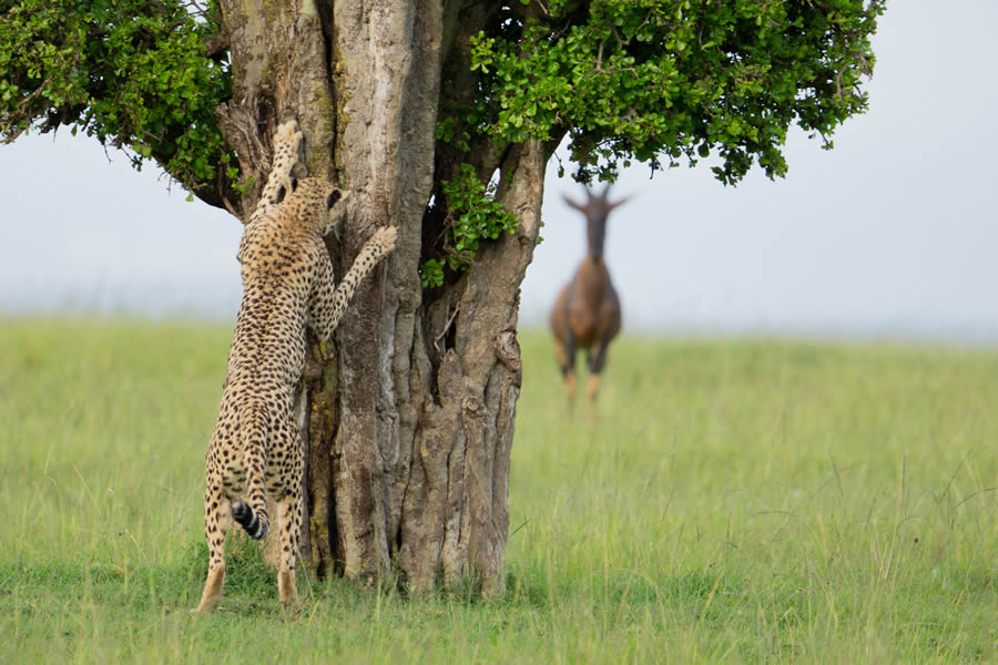 Finalists Comedy Wildlife Photography Awards 2024