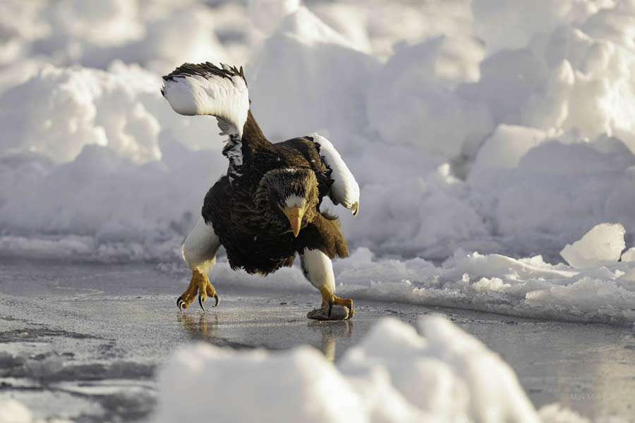 Finalists Comedy Wildlife Photography Awards 2024